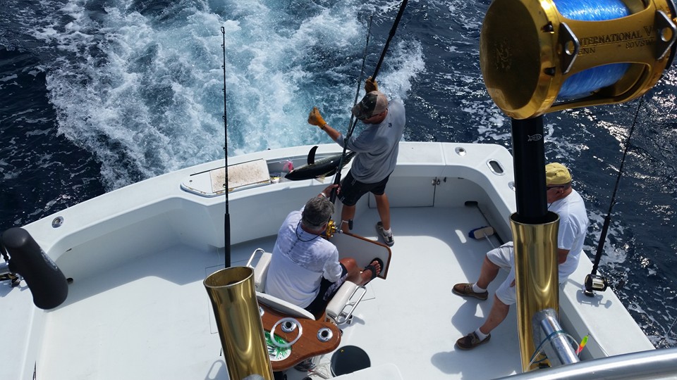 Shark fishing